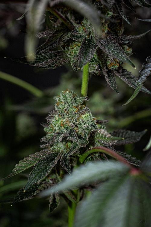 Candy House UKHTA Genetics. Week 16 - Day 112