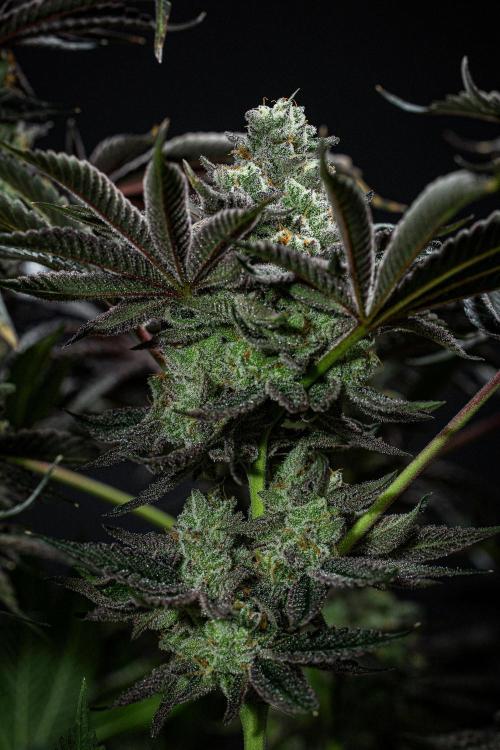 Candy House UKHTA Genetics. Week 16 - Day 112