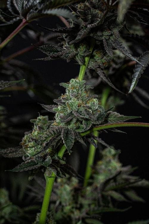Candy House UKHTA Genetics. Week 16 - Day 112