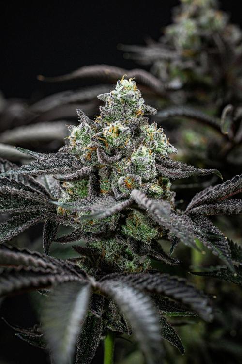 Candy House UKHTA Genetics. Week 16 - Day 112