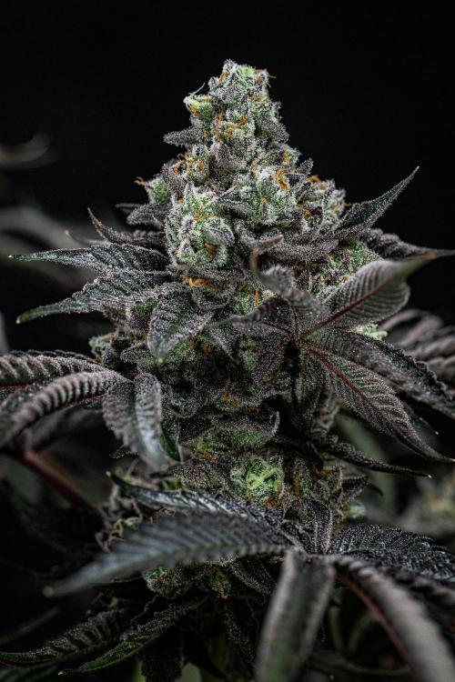 Candy House UKHTA Genetics. Week 16 - Day 112