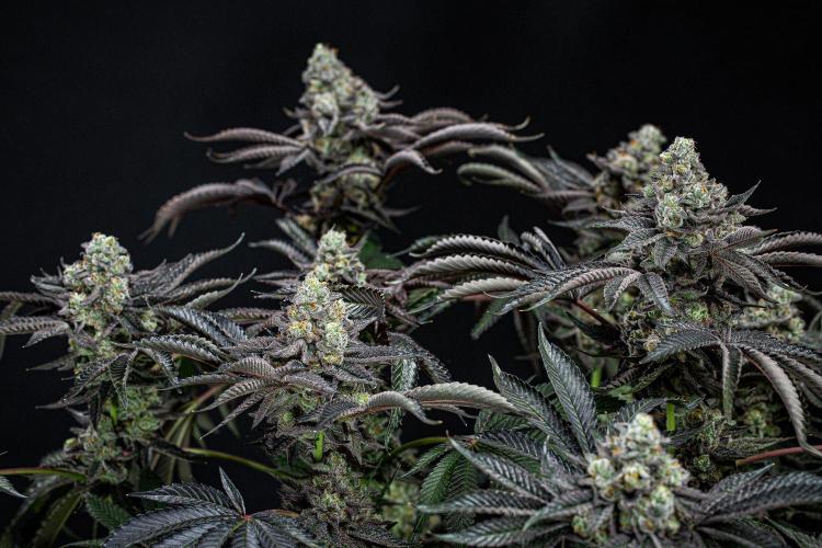 Candy House UKHTA Genetics. Week 16 - Day 112