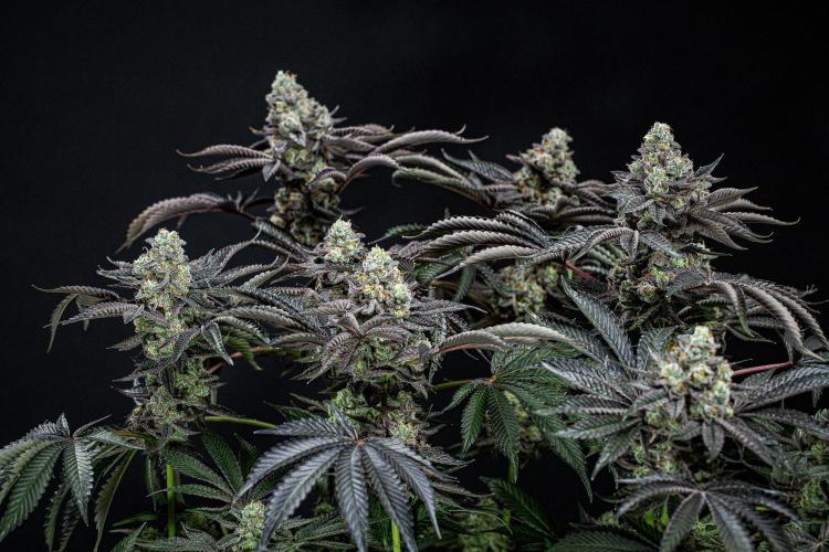 Candy House UKHTA Genetics. Week 16 - Day 112