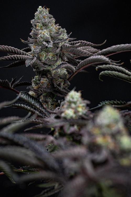 Candy House UKHTA Genetics. Week 16 - Day 112