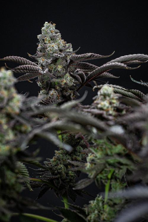 Candy House UKHTA Genetics. Week 16 - Day 112