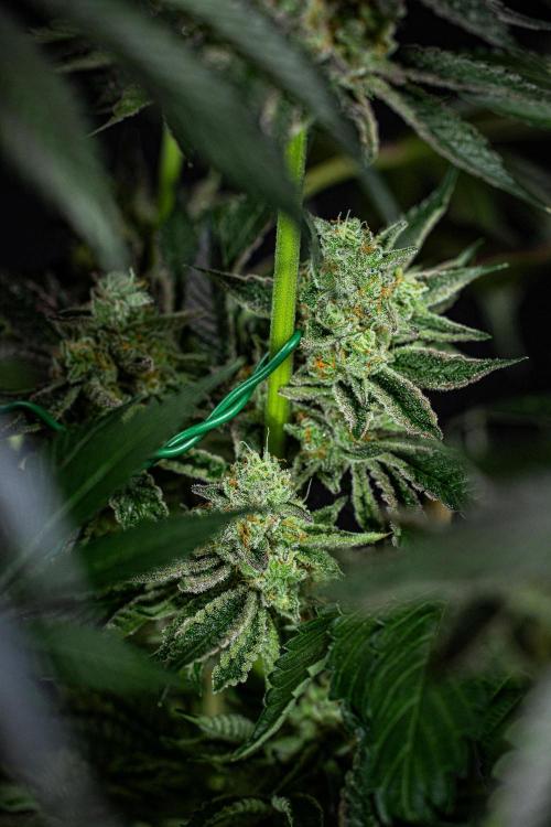 Candy House UKHTA Genetics. Week 16 - Day 112