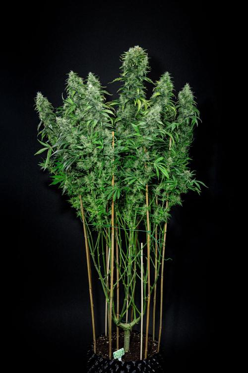 Sticky Broccoli Zamnesia EternityGrowCup. Week 17 - Day 119