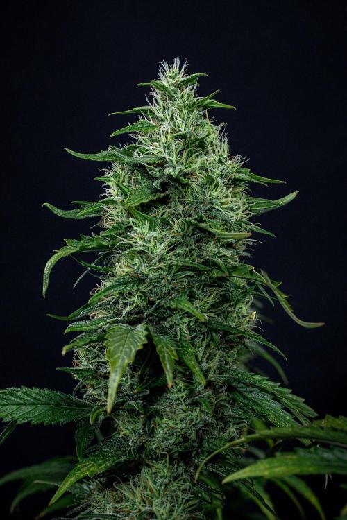 Sticky Broccoli Zamnesia EternityGrowCup. Week 17 - Day 119