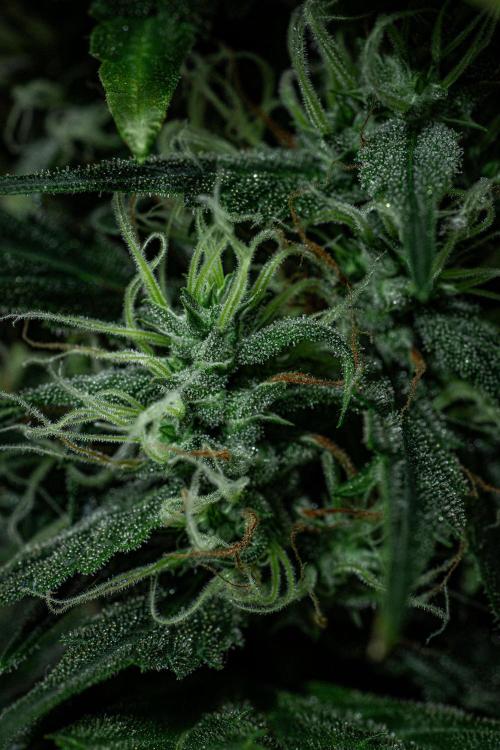 Sticky Broccoli Zamnesia EternityGrowCup. Week 17 - Day 119