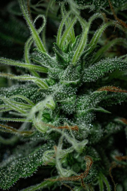 Sticky Broccoli Zamnesia EternityGrowCup. Week 17 - Day 119