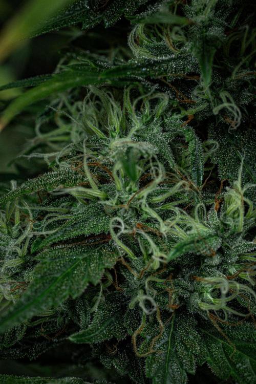 Sticky Broccoli Zamnesia EternityGrowCup. Week 17 - Day 119