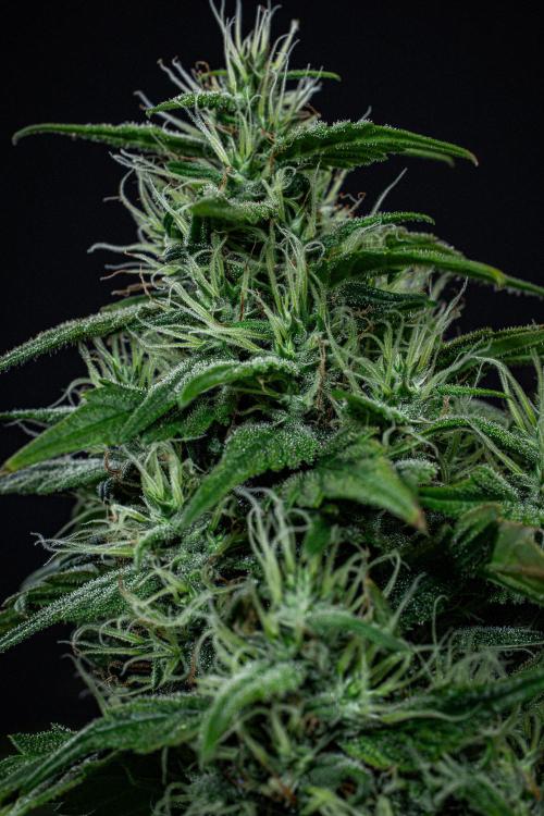 Sticky Broccoli Zamnesia EternityGrowCup. Week 17 - Day 119
