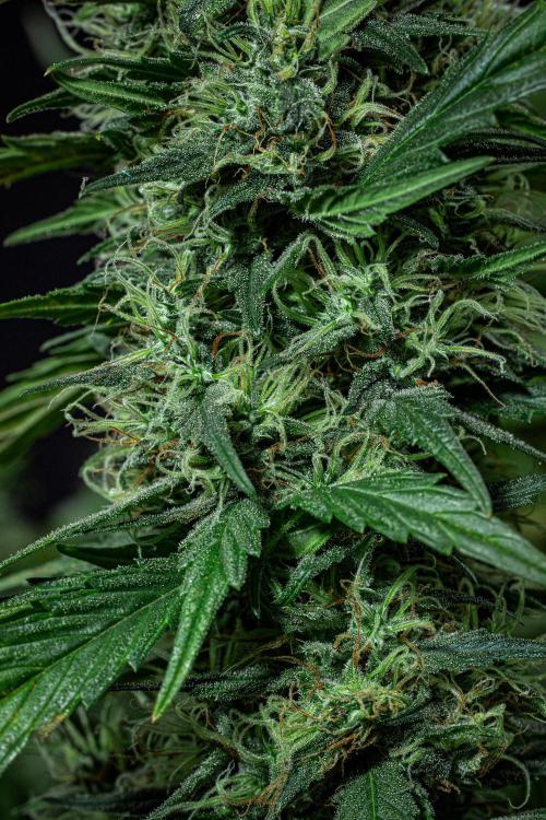 Sticky Broccoli Zamnesia EternityGrowCup. Week 17 - Day 119