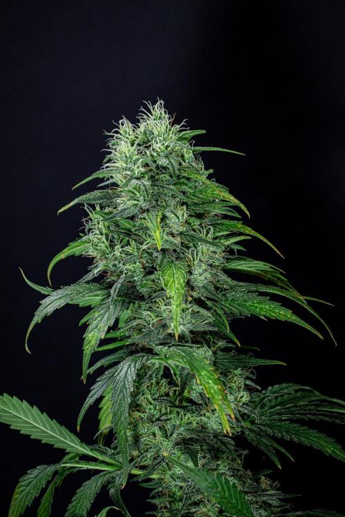 Sticky Broccoli Zamnesia EternityGrowCup. Week 17 - Day 119