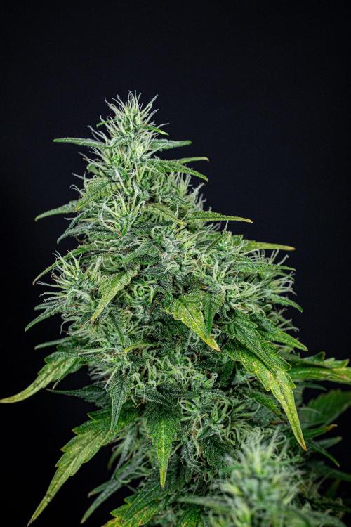 Sticky Broccoli Zamnesia EternityGrowCup. Week 17 - Day 119