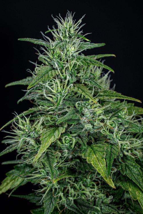 Sticky Broccoli Zamnesia EternityGrowCup. Week 17 - Day 119