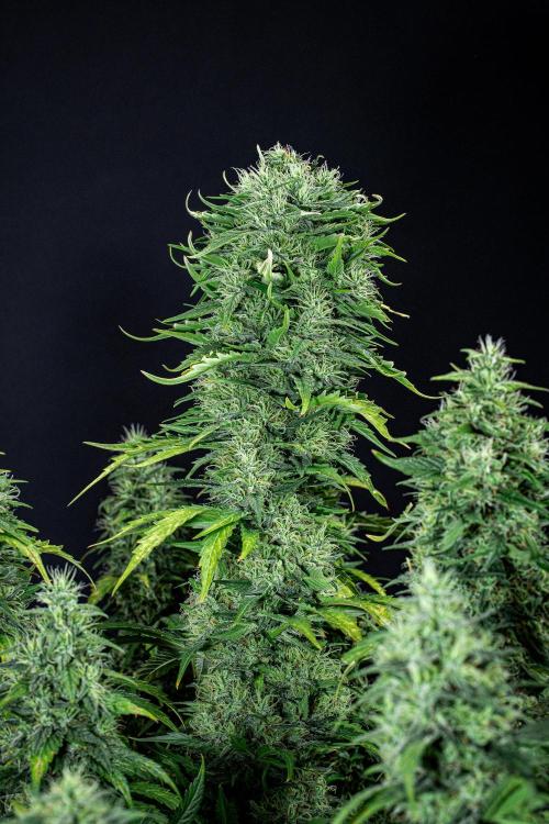 Sticky Broccoli Zamnesia EternityGrowCup. Week 17 - Day 119