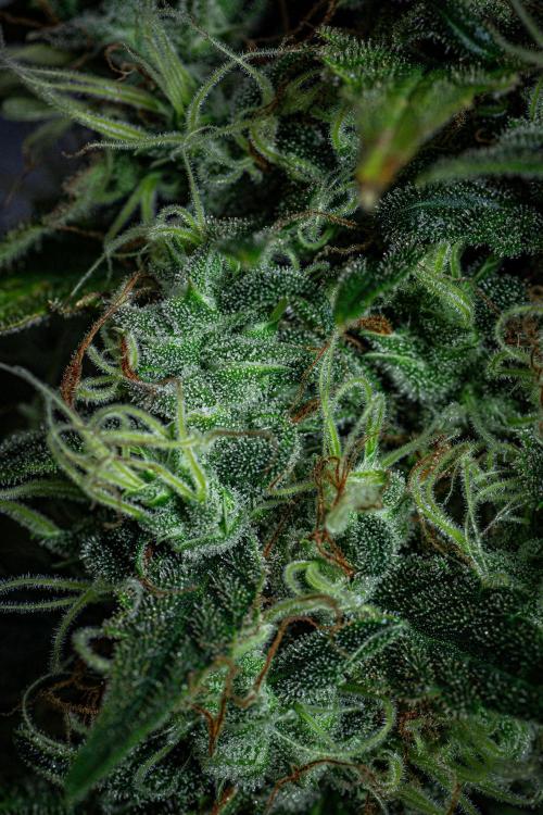 Sticky Broccoli Zamnesia EternityGrowCup. Week 18 - Day 126