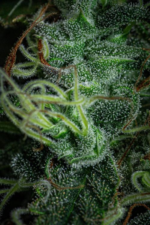 Sticky Broccoli Zamnesia EternityGrowCup. Week 18 - Day 126