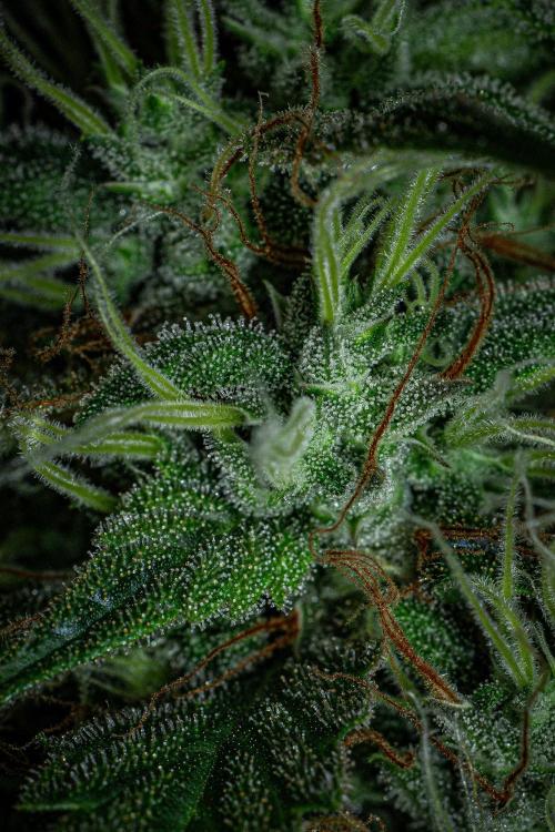 Sticky Broccoli Zamnesia EternityGrowCup. Week 18 - Day 126
