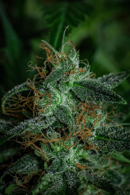 Sticky Broccoli Zamnesia EternityGrowCup. Week 18 - Day 126