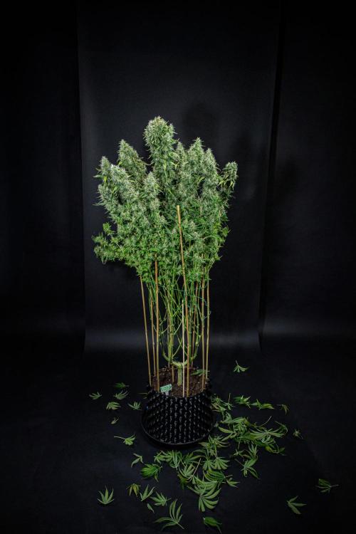 Sticky Broccoli Zamnesia EternityGrowCup. Week 19 - #1 Day 128