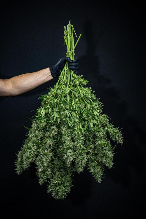Sticky Broccoli Zamnesia EternityGrowCup. Week 19 - #1 Day 128