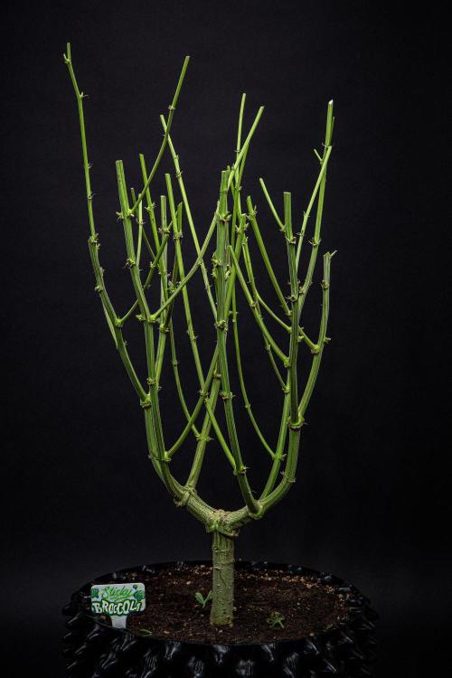 Sticky Broccoli Zamnesia EternityGrowCup. Week 19 - #1 Day 128 – that's it