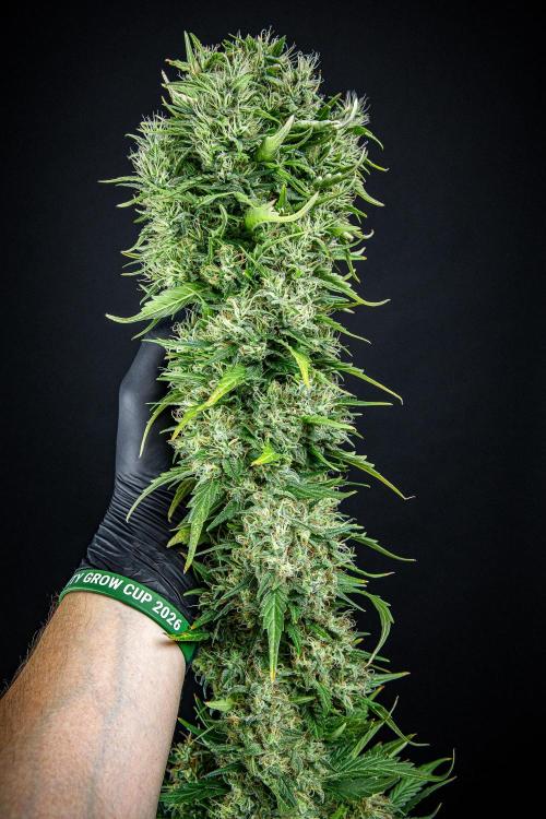 Sticky Broccoli Zamnesia EternityGrowCup. Week 19 - #1 Day 128