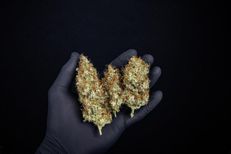 Sticky Broccoli Zamnesia EternityGrowCup. Week 19 - #1 Day 135 – some of the smaller buds
