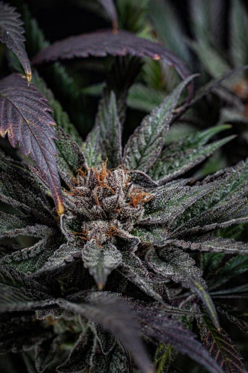 Nori Cake Green House Seed Co.. Week 17 - Day 116