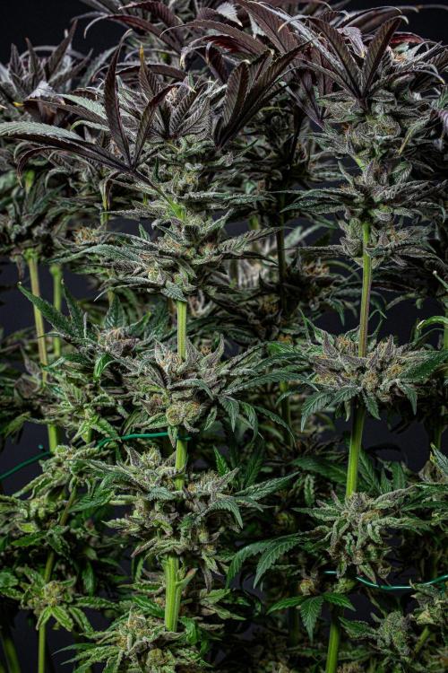 Nori Cake Green House Seed Co.. Week 17 - Day 116