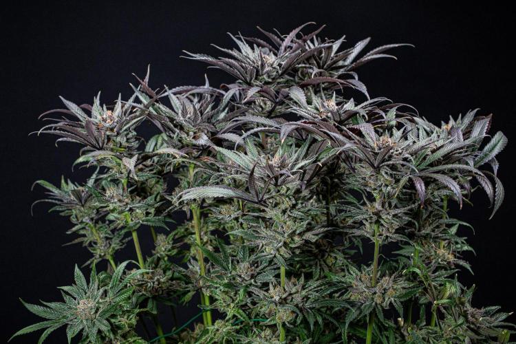 Nori Cake Green House Seed Co.. Week 17 - Day 116