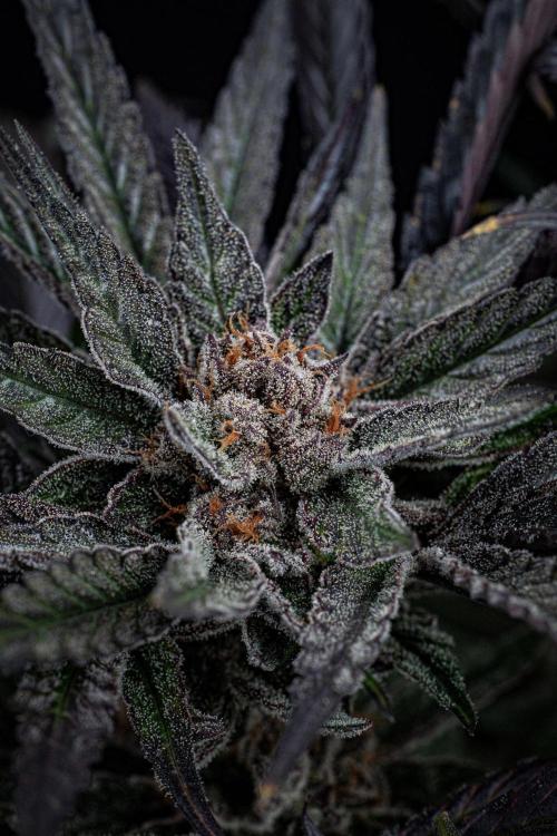 Nori Cake Green House Seed Co.. Week 17 - Day 116