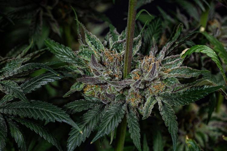 Nori Cake Green House Seed Co.. Week 17 - Day 116