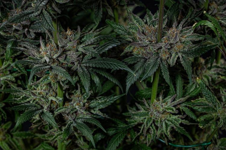Nori Cake Green House Seed Co.. Week 17 - Day 116