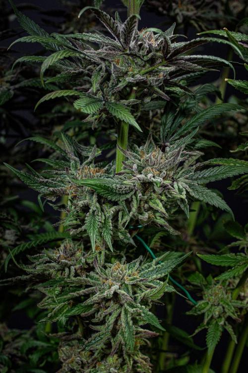 Nori Cake Green House Seed Co.. Week 17 - Day 116
