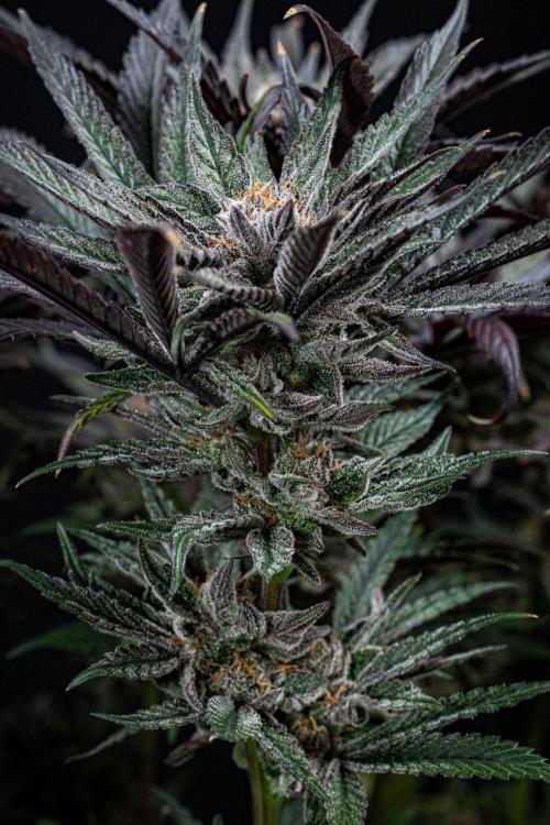 Nori Cake Green House Seed Co.. Week 17 - Day 116