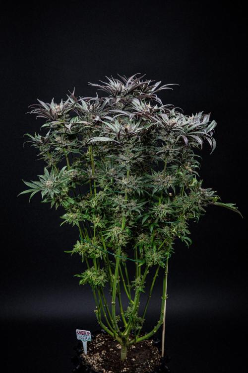 Nori Cake Green House Seed Co.. Week 17 - Day 116