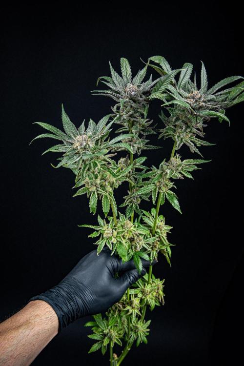 Nori Cake Green House Seed Co.. Week 17 - Day 116