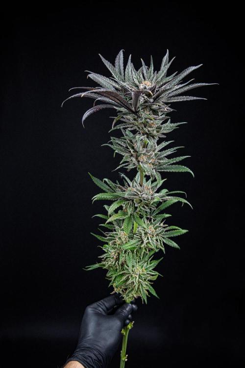 Nori Cake Green House Seed Co.. Week 17 - Day 116