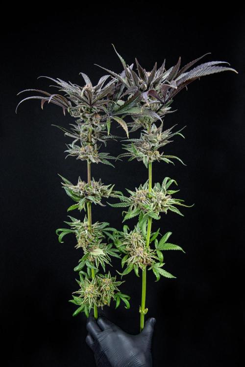 Nori Cake Green House Seed Co.. Week 17 - Day 116