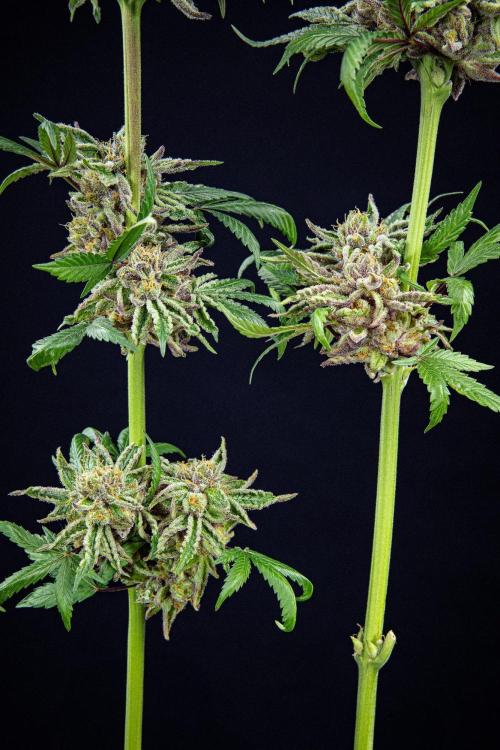 Nori Cake Green House Seed Co.. Week 17 - Day 116