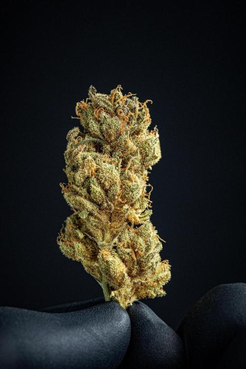 Nori Cake Green House Seed Co.. Week 17 - cured buds after some months