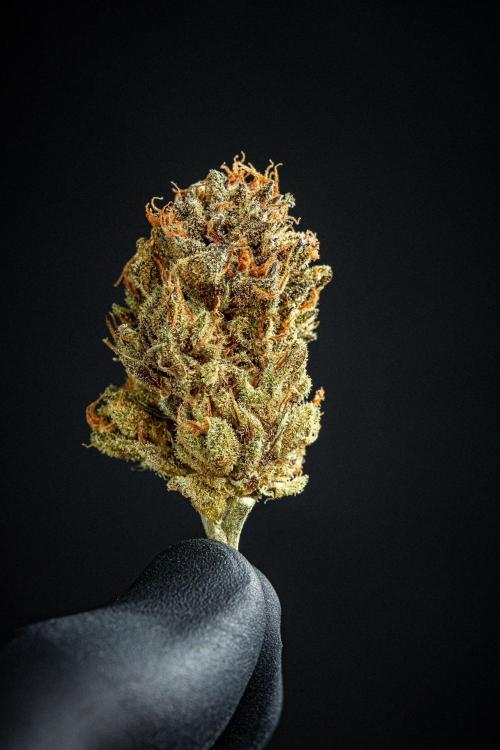 Nori Cake Green House Seed Co.. Week 17 - cured buds after some months
