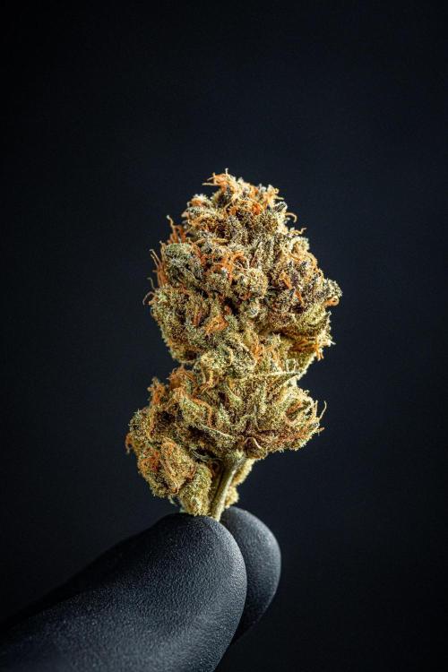 Nori Cake Green House Seed Co.. Week 17 - cured buds after some months