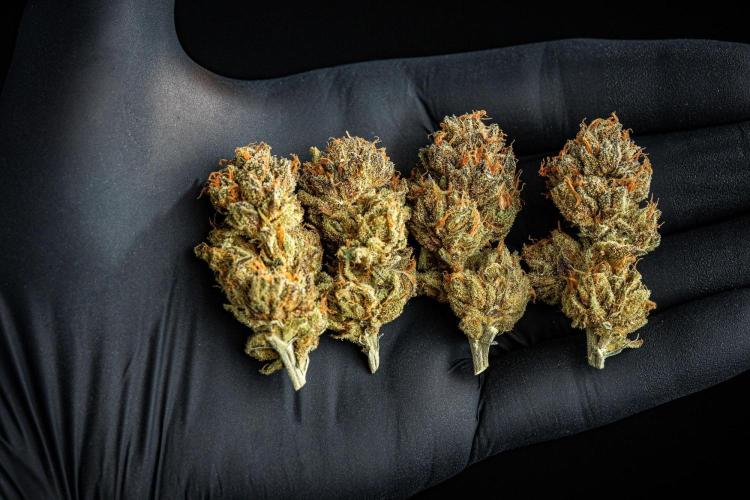 Nori Cake Green House Seed Co.. Week 17 - cured buds after some months