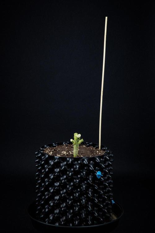 Nori Cake Green House Seed Co.. Week 17 - Day 116 – that's it