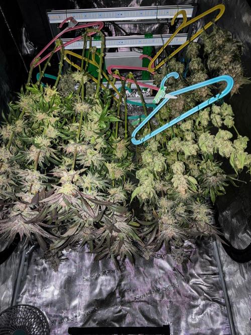 Nori Cake Green House Seed Co.. Week 17 - Day 116 – all hung up to dry