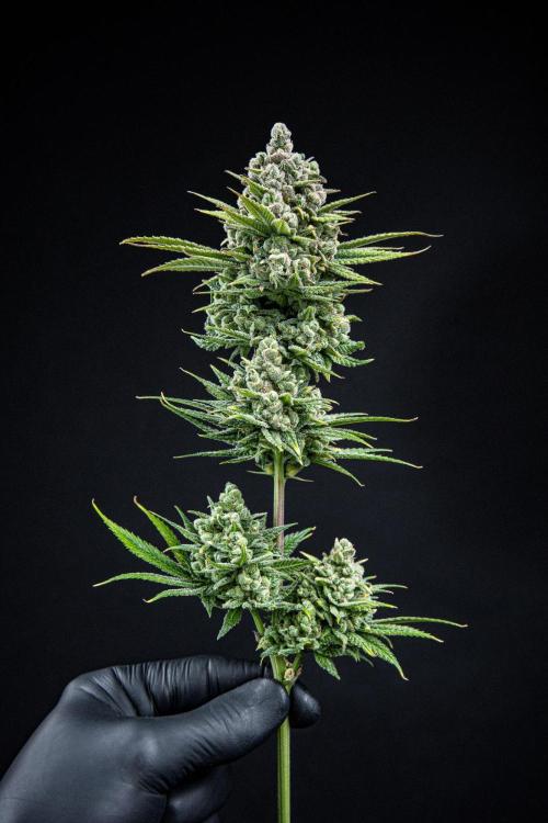 Franco's Fullgas! Green House Seed Co.. Week 17 - Day 115